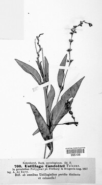 Microbotryum bistortarum image